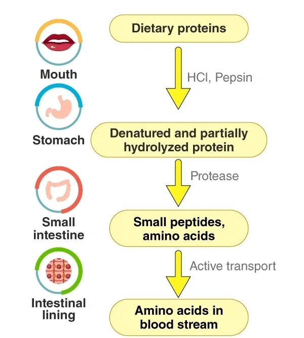 Digestion of Protein.